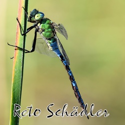 RetoSchädler_Fotos